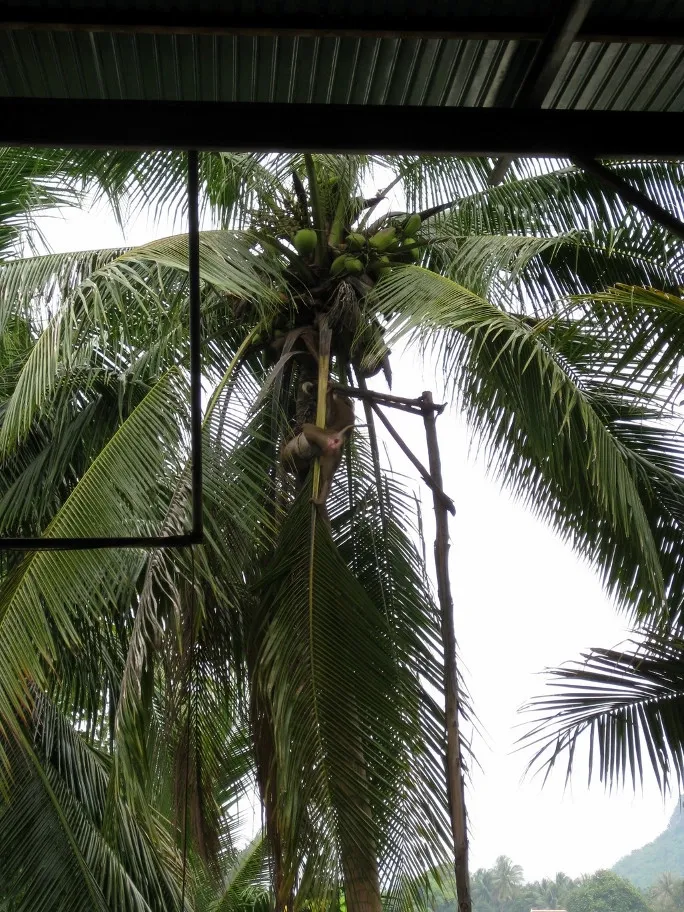 Img 0117 Opici Skola Trening Thajsko 2010