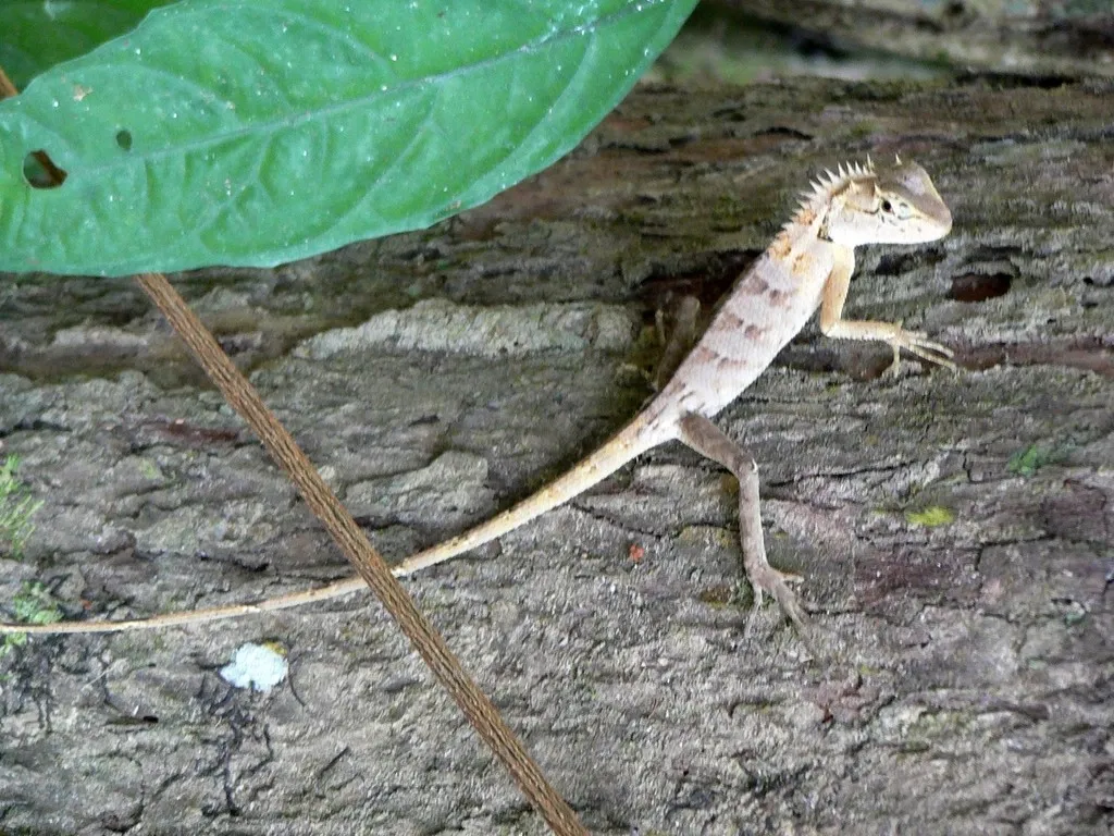 Khao Sok - Přerostlá ještěrka