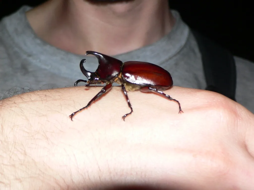 Khao Sok - Velký brouk