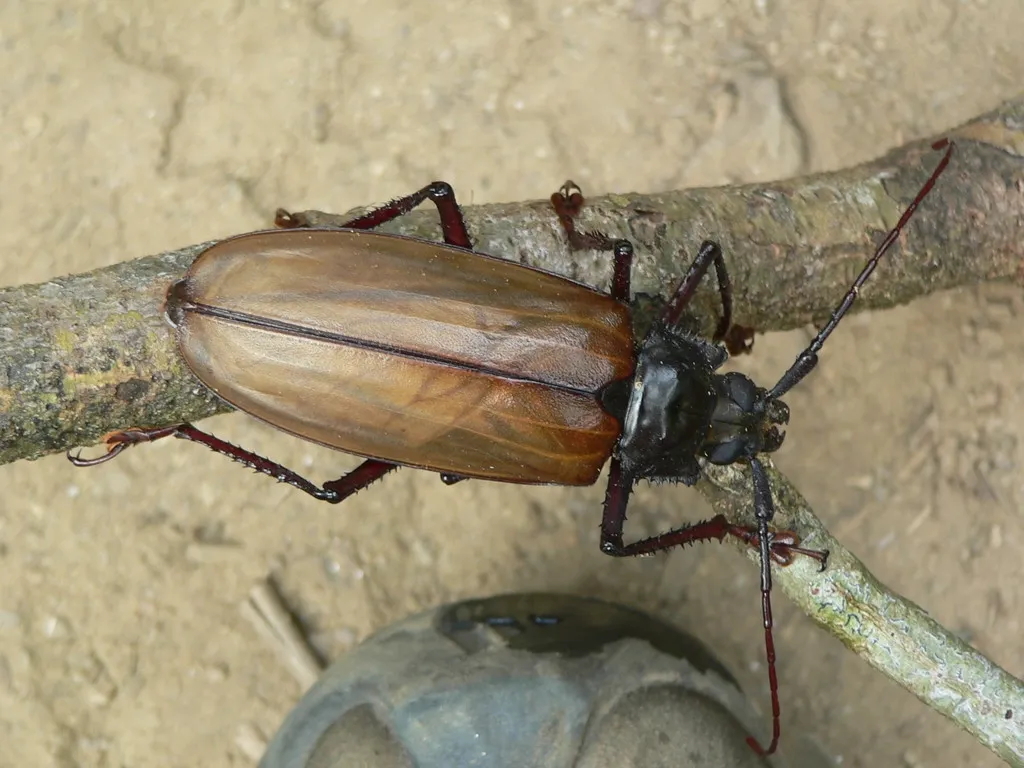 Khao Sok - Hodně velký brouk