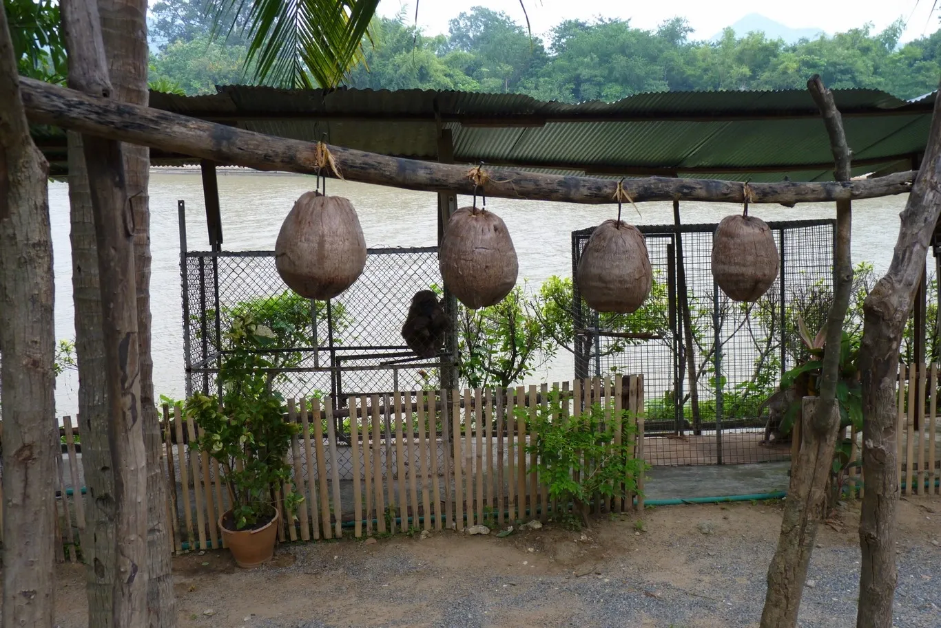 P1000397 Opici Skola Trening Thajsko 2010