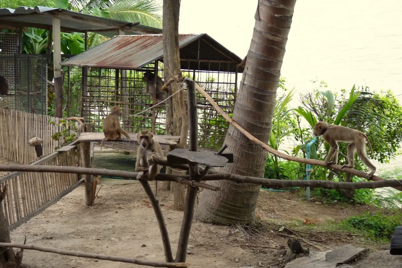 P1000399 Opici Skola Opice Thajsko 2010