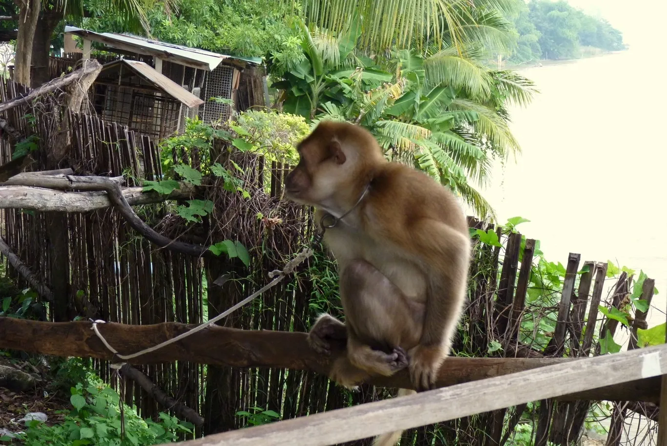 P1000400 Opici Skola Opice Thajsko 2010