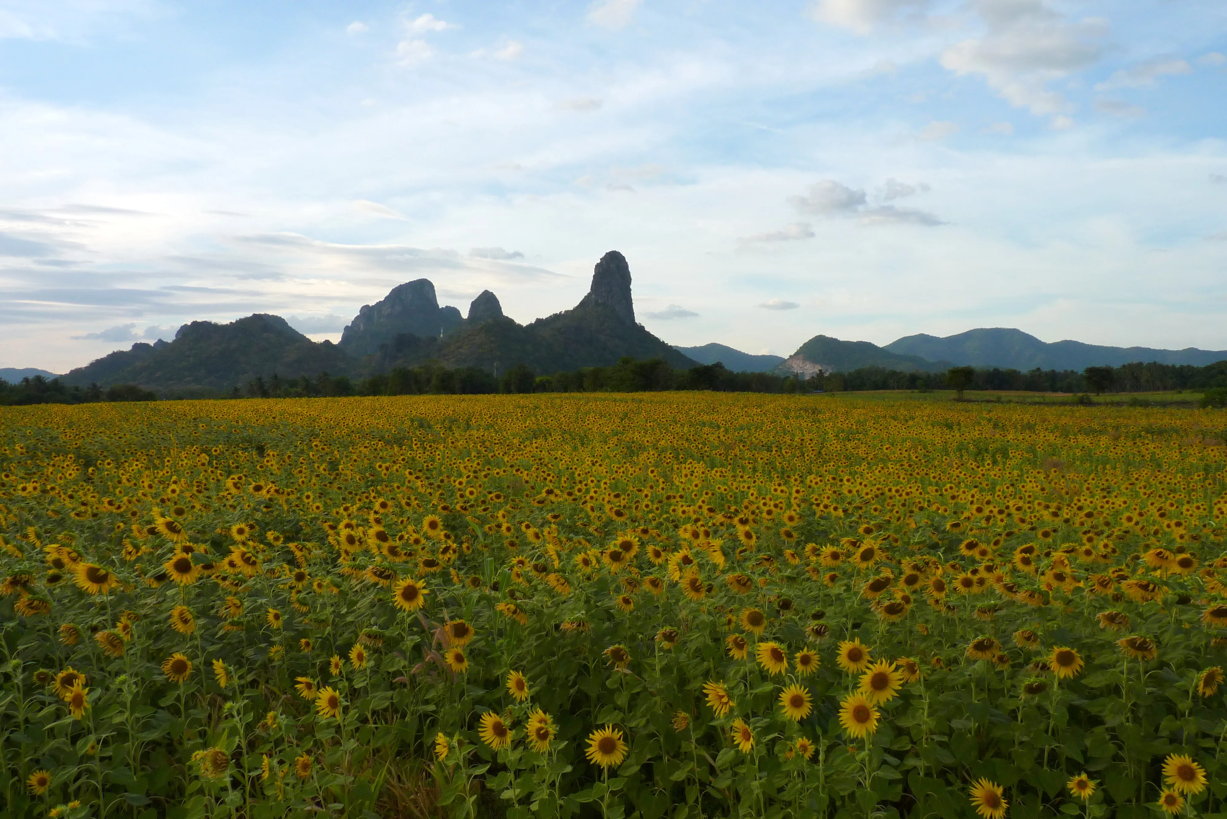 Slunčnicové pole - Lopburi