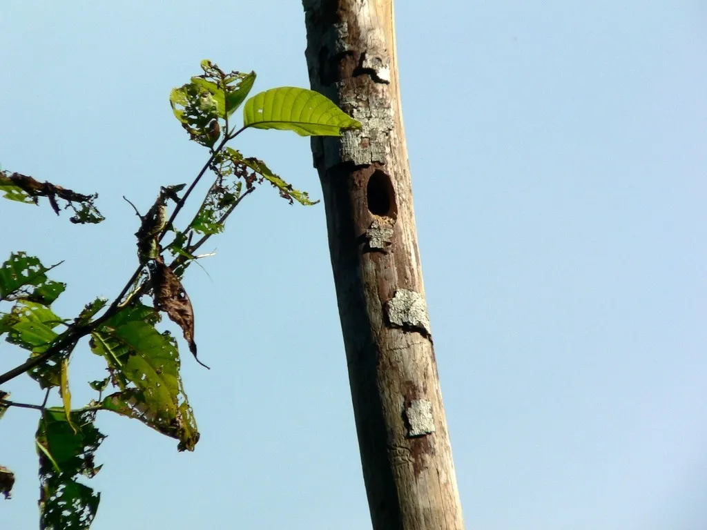 Khao Sok 2005 - kdo tam asi bydlí?