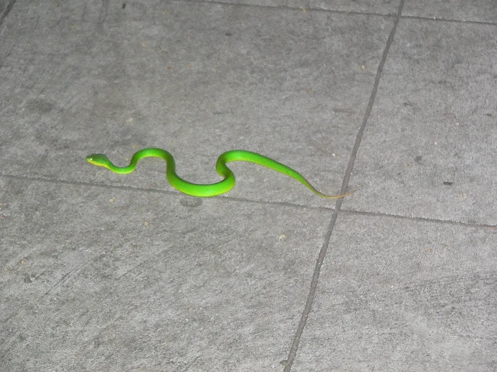 Zelený had na ulici ve městě? To je Green Snake!
