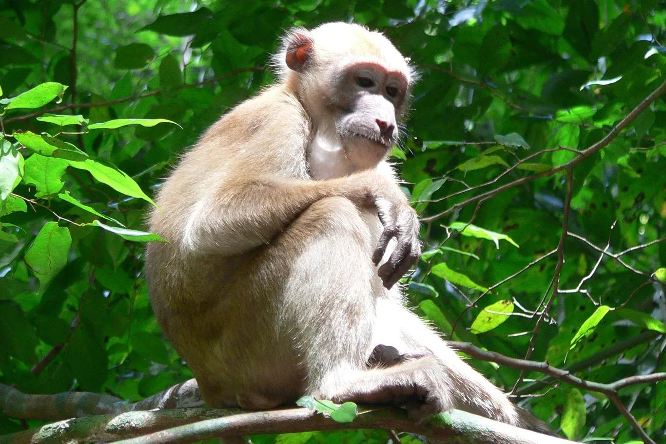 Monkey In Erawan National Park