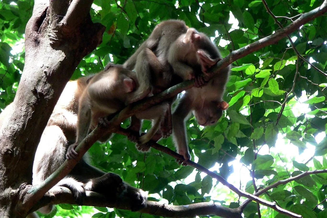 Monkeys In Erawan National Park
