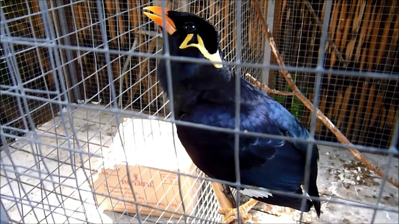 pták Loskuták Posvátný (Myna Bird)